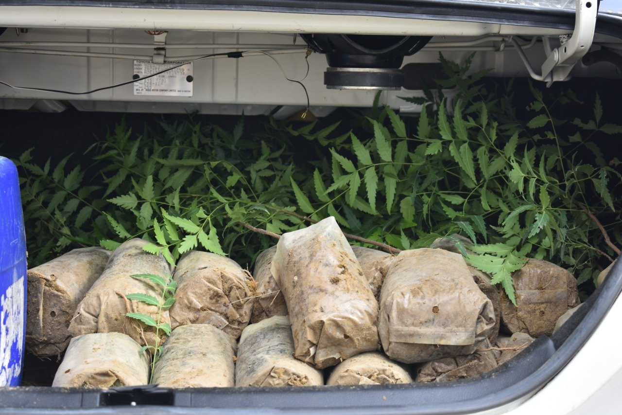 7. Plantation Drives